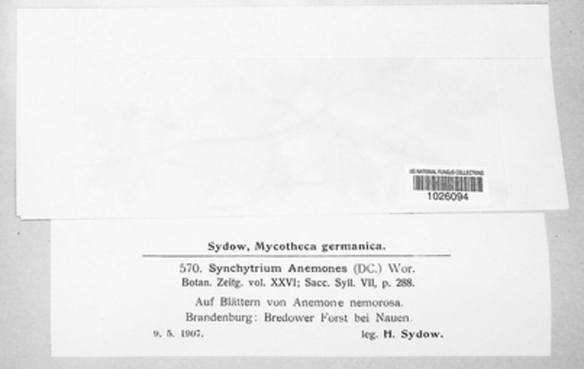Synchytrium anemones image